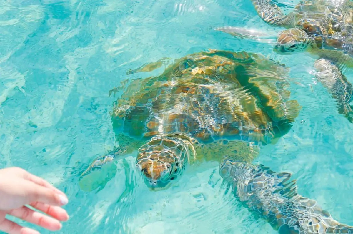 Fun Activities on Harbour Island, Bahamas - Conch & Coconut