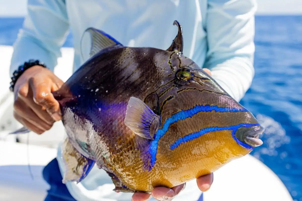 Harbour Island Spearfishing - Conch &amp; Coconut - Harbour Island, Bahamas